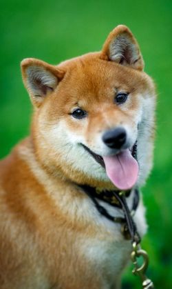picture of dog