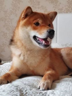 picture of dog