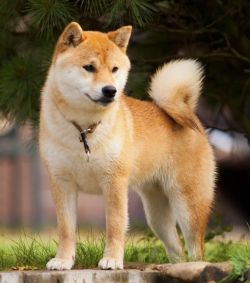 picture of dog