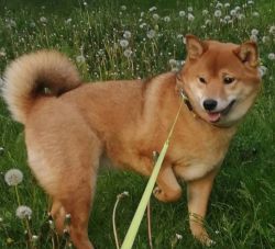 picture of dog