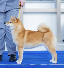 picture of dog