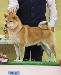 picture of dog