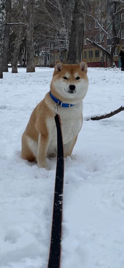 picture of dog