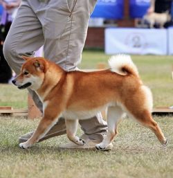 picture of dog