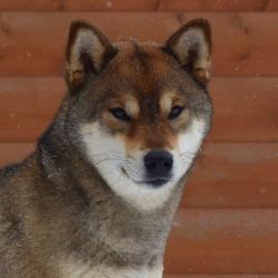 picture of dog