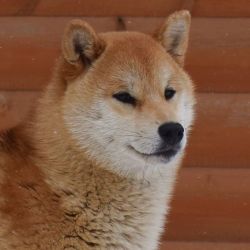 picture of dog