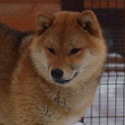 picture of dog