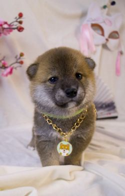 picture of dog
