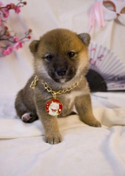 picture of dog