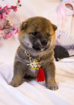 picture of dog
