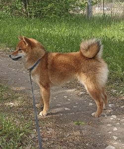 picture of dog