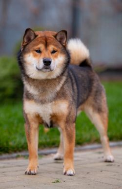 picture of dog