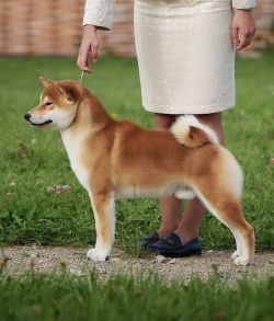 picture of dog