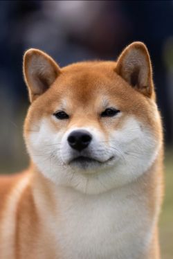 picture of dog