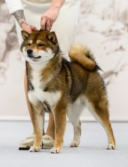 picture of dog