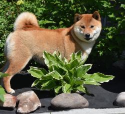 picture of dog