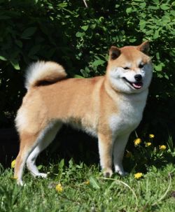picture of dog