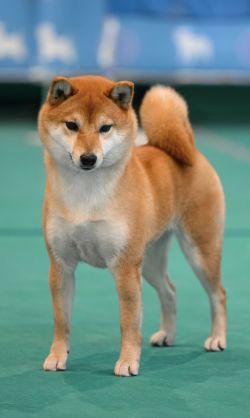 picture of dog