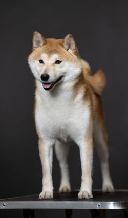 picture of dog
