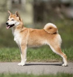 picture of dog