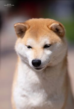 picture of dog