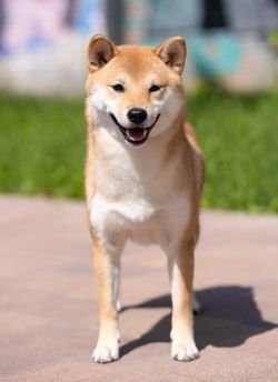 picture of dog