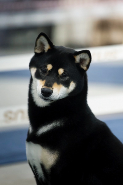 picture of dog
