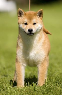 picture of dog