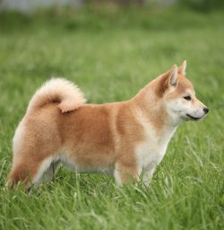 picture of dog