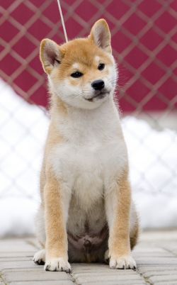 picture of dog
