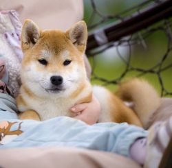 picture of dog