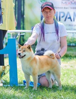 picture of dog