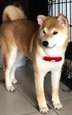 picture of dog