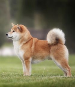 picture of dog