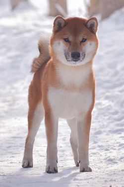 picture of dog