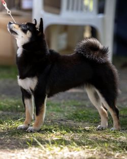 picture of dog