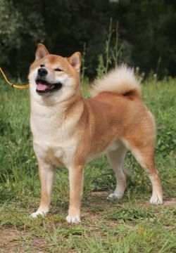 picture of dog