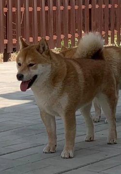 picture of dog