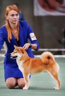 picture of dog