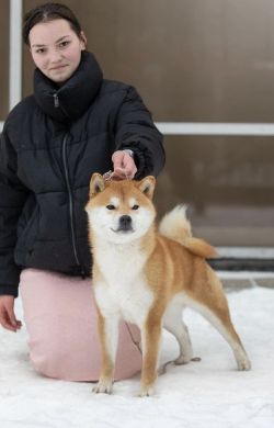 picture of dog