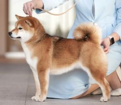 picture of dog