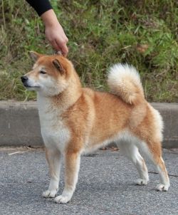 picture of dog