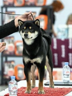 picture of dog
