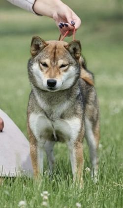 picture of dog