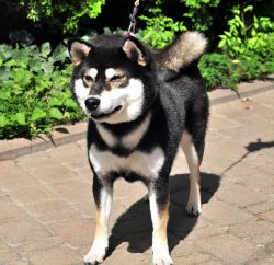 picture of dog