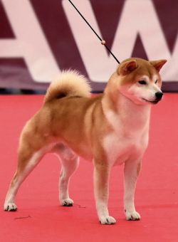picture of dog