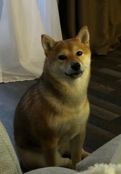 picture of dog