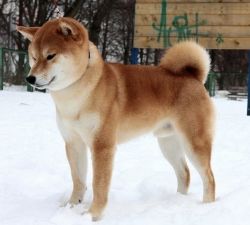 picture of dog
