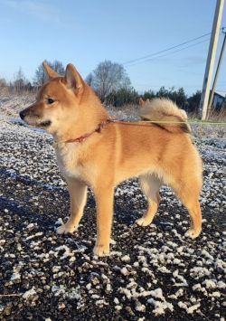 picture of dog