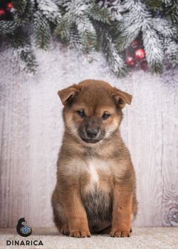 picture of dog